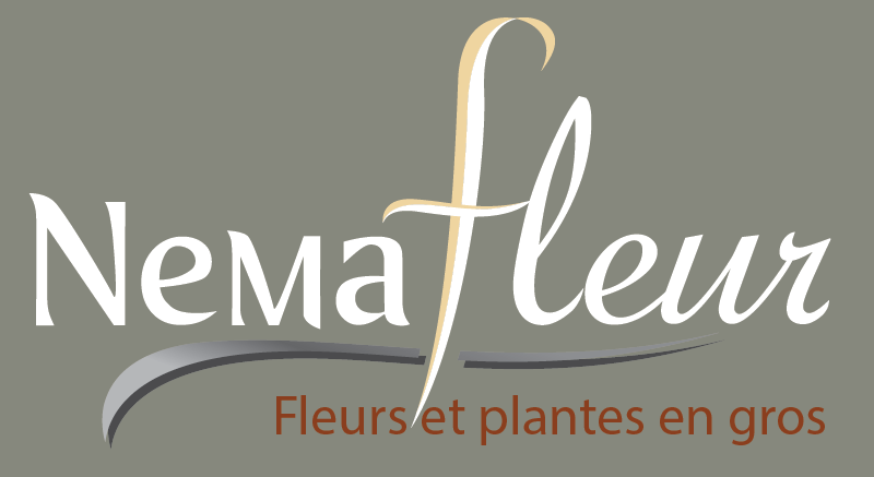 EasyFlor